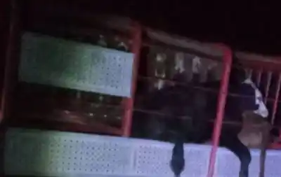 Volcó un camión con 80 vacunos en la Ruta 21 tras esquivar a un burro
