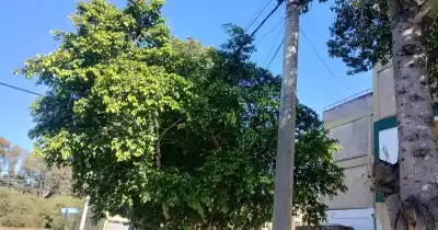 Cansados de pedir: vecinos de Fray Mamerto Esquiú denuncian el riesgo latente de las ramas caídas