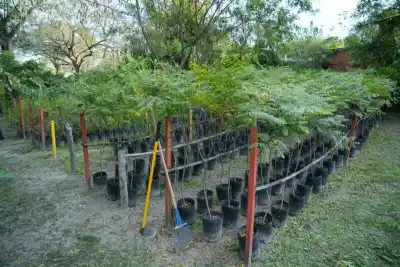 Niños de 3 y 4 años harán la Promesa al Ambiente: qué es el programa Mitaí Verde
