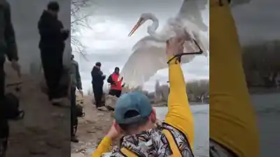 Instructores de kayak rescataron a una garza herida en el río Limay: el video que emociona