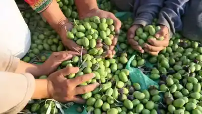 El INTA Pocito abre sus puertas: la cita imperdible para el sector olivícola en pleno ArgOliva