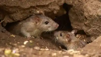 Alerta en Catamarca: buscan rastros de hantavirus en roedores silvestres