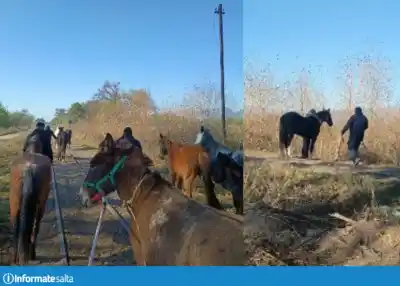 Nuevo operativo en el Valle: secuestraron 13 caballos sueltos