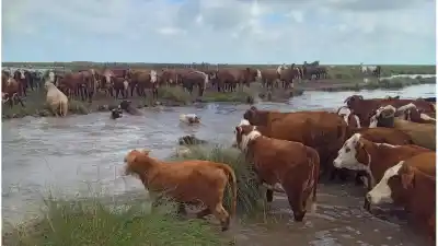 El agua no da tregua en Vera: campos bajo agua, ganado en fuga y un pronóstico que preocupa