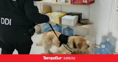 Con un can antinarcóticos, allanaron paqueterías de Caleta Olivia: qué buscaban