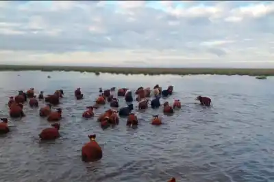 El agua ya les pisa los talones: ganaderos del Delta entrerriano evacúan miles de cabezas ante la amenaza del Súper Niño