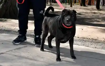 Mascotas al día: jornada gratuita de vacunación y desparasitación en la Plaza 12 de octubre