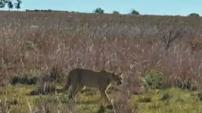 Un puma de gran porte fue visto en campos de Monte Caseros y los vecinos no salen de su asombro