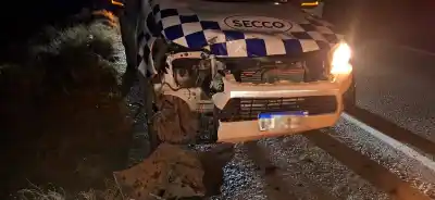 Impacto fatal en la ruta 39: un potrillo murió tras ser embestido por una camioneta