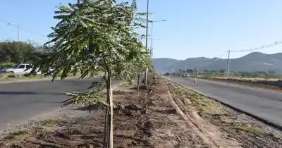 Superan los 38 mil árboles y ahora llegan a más barrios: cómo pedir el tuyo