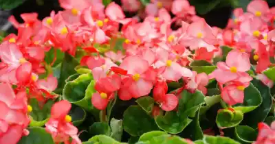 Seis plantas que perfuman toda la casa y exigen mínimos cuidados