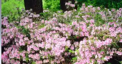 La planta que desafía el frío, crece en cualquier rincón y perfuma todo el jardín