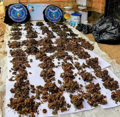 El pastor alemán que olfateó un cargamento de marihuana por $8,5 millones en Carpintería