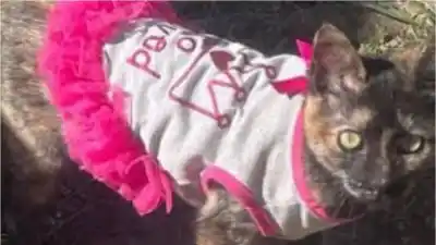 La desesperada búsqueda de “Lucile”: la gata que desapareció en Los Perales