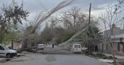 El viento Zonda azotó Mendoza: un árbol cayó sobre una vivienda en Las Heras
