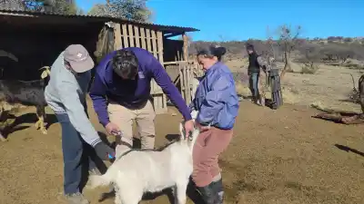 Más de 100 animales atendidos: el operativo sanitario que recorrió los parajes de San Luis