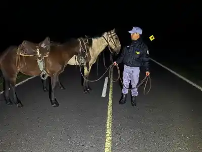 Sueltan dos caballos en plena Ruta 86 y el dueño termina procesado: lo que nadie esperaba