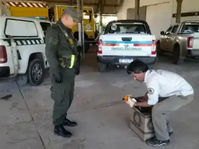 El insólito rescate en una ruta de Formosa que terminó con un tucán a salvo
