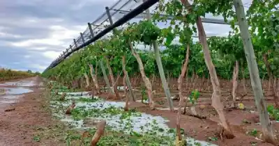 Granizo en Mendoza: cuánto pagarán por hectárea dañada y quiénes cobran más