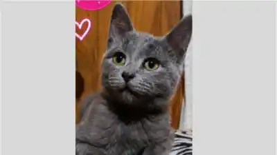 Una gatita de 2 meses busca un hogar en Jujuy y hay un número para contactarse