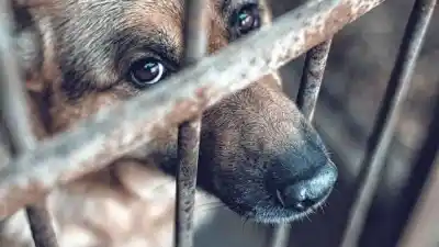 Maltrato animal: la marcha que promete sacudir Paraná y el país