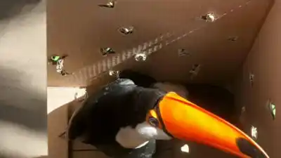 Rescataron a un tucán desorientado en Formosa y lo llevaron a un parque nacional
