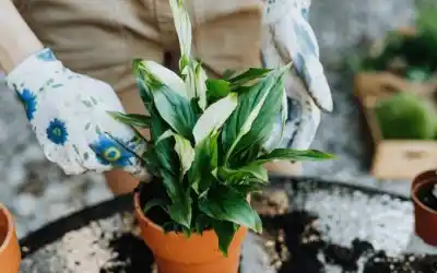 Eco canje por el Día del Niño: llevá un juguete y volvete con una planta