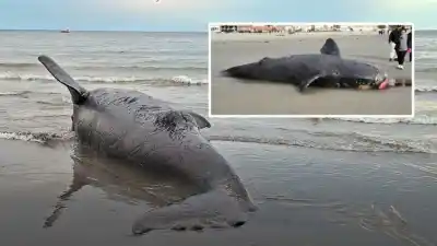 Alerta en Puerto Madryn: hallaron dos crías de ballena sin vida en distintas playas