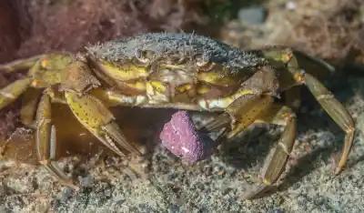 Alerta en la Patagonia: el cangrejo verde no llegó una sola vez y ahora hay dos especies