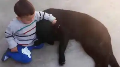 Un perro recibió un disparo en la cabeza y murió en brazos de su dueño: investigan a un vecino
