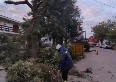 Se acabó la poda en La Banda: el municipio lanza un pedido urgente a los vecinos