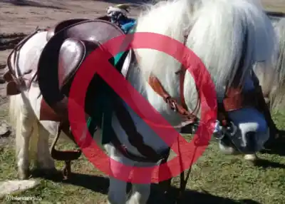 Fin de una era: prohíben los ponis en las ferias de Orán y los controles ya comenzaron