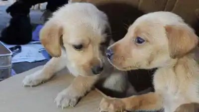 ¿Un servicio gratuito para tu mascota? Tolhuin lo hace posible este domingo
