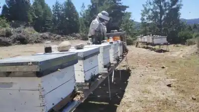 El invierno golpea duro a las abejas: el INTA Bariloche revela las claves para salvar las colmenas
