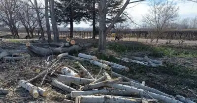Casi 200 árboles peligrosos: la medida que tomó San Carlos en la Ruta 40