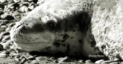 Una foca leopardo sorprendió en la costanera de Río Gallegos y las autoridades lanzaron una advertencia