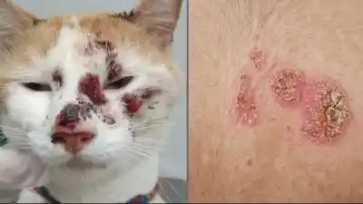 Alerta en el AMBA por un hongo que transmiten los gatos: qué es y cómo protegerte