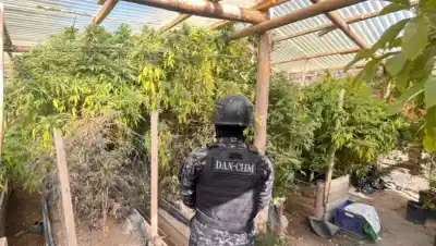 Rechazaron el pedido fiscal y el acusado del mayor secuestro de marihuana en Chos Malal seguirá en su casa
