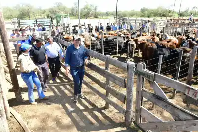 Fortín Soledad: más de 600 cabezas de ganado en una feria que marca récord
