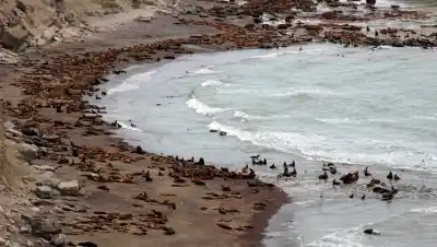 Tres encuentros imperdibles en Río Negro: fauna, universo y mitos en una misma agenda