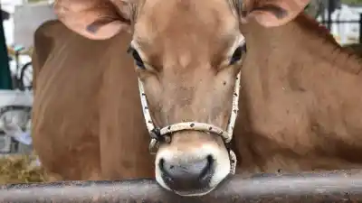 Mataron una vaca de 400 kilos para robarla, pero la fuga en lancha delató al acusado