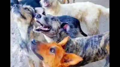 Los 39 perros de Jáchal que buscan desesperadamente un hogar antes de su mudanza
