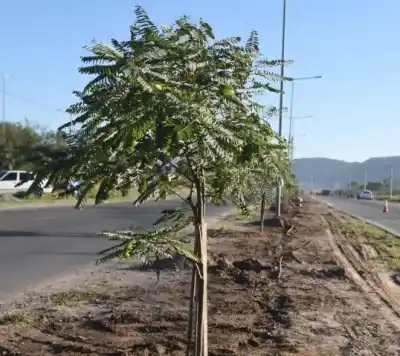 ¿Querés un árbol para el frente de tu casa? La Municipalidad sigue con la entrega gratuita