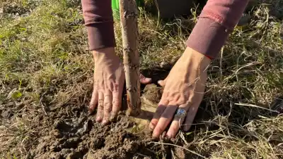 Río Negro sale al rescate: la campaña «¡Sé planta!» que busca devolverle la vida a su único árbol nativo