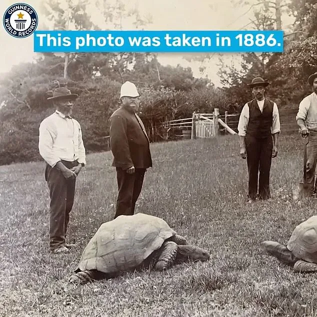 107598311-15702915-He_was_brought_to_St_Helena_from_the_Seychelles_in_the_1880s_and-a-22_1775176162137.jpg
