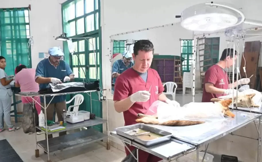 castración zoonosis san salvador