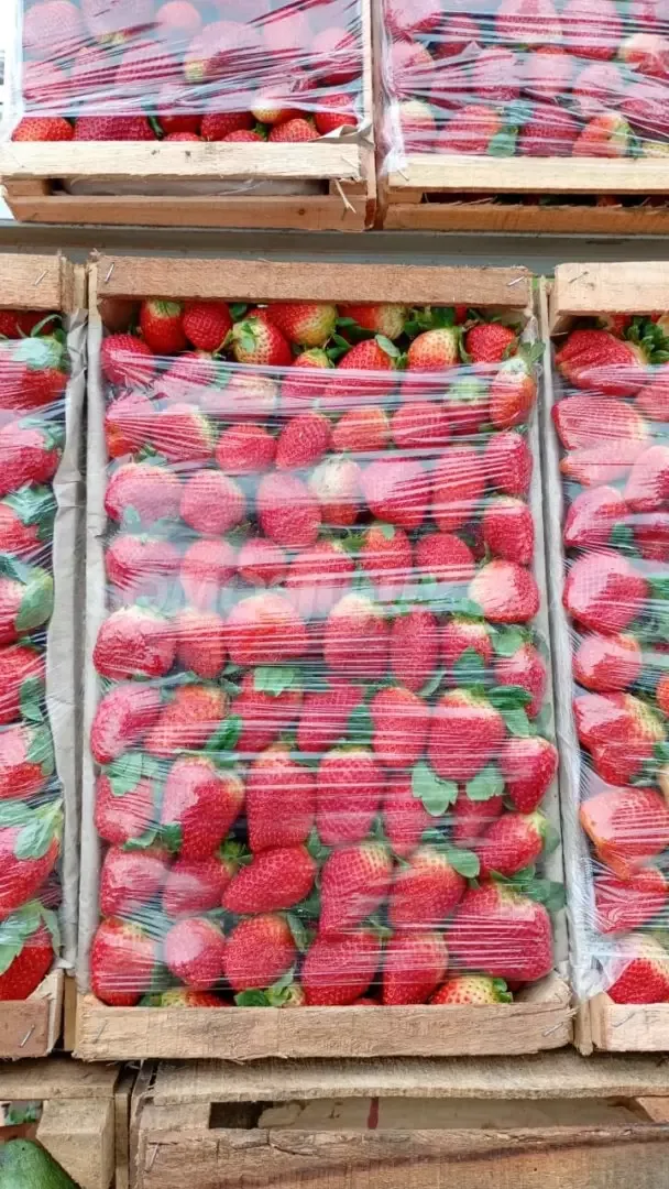 Frutillas frescas