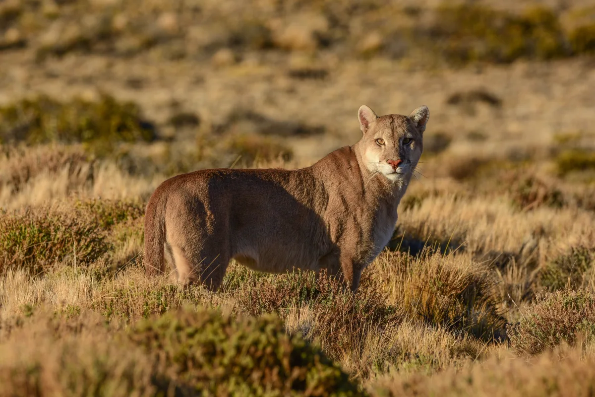 Día Internacional del Puma