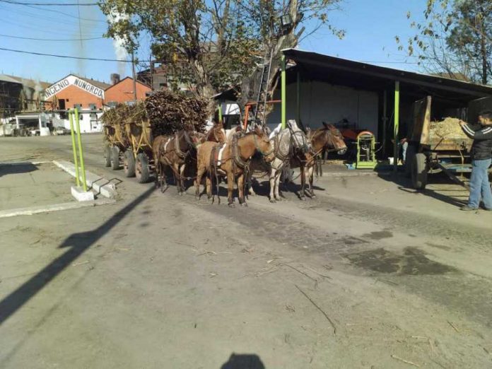 Ñuñorco: al igual que zafra 