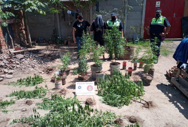 Incluido Monteros, DIGEDROP detuvo 50 personas y secuestró 150 plantas de marihuana en Tucumán en septiembre